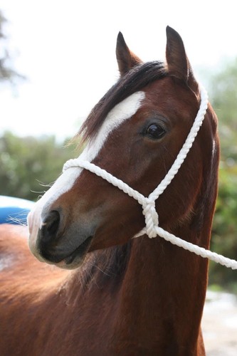 White rope halter hand - halter, in-hand