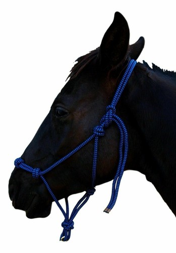 Horse rope halter - rope, control
