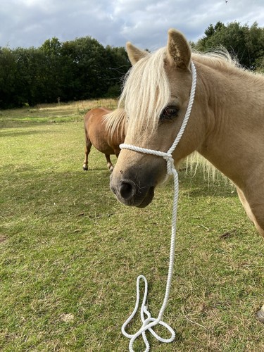 Rope halter foal mini - rope,